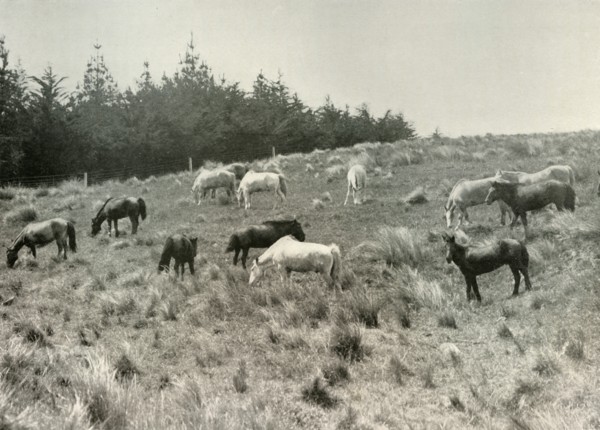 'The Manchurian Ponies on Quail Island, Port Lyttelton', c1907, (1909). Artist: Unknown.