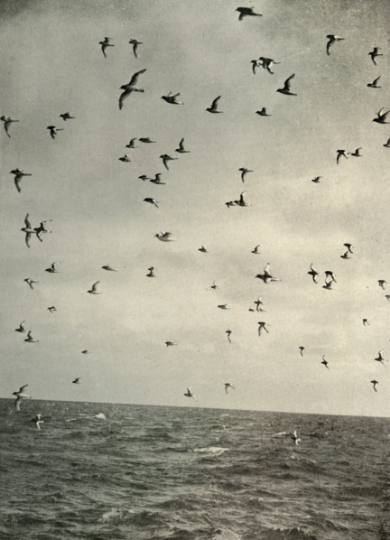 'Flight of Antarctic Petrels', c1908, (1909).  Artist: Unknown.