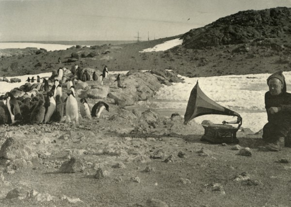'Penguins listening to the Gramophone during the summer', 1908, (1909). Artist: Unknown.