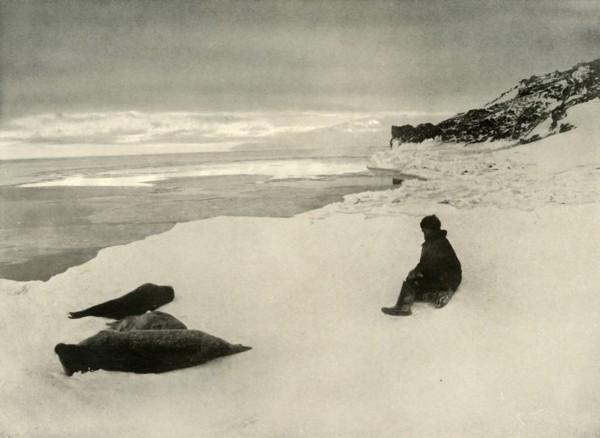 'Seals at the Ice-Edge', c1908, (1909). Artist: Unknown.
