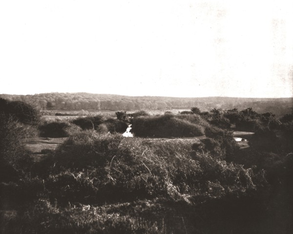 The New Forest, Hampshire, 1894. Creator: Unknown.