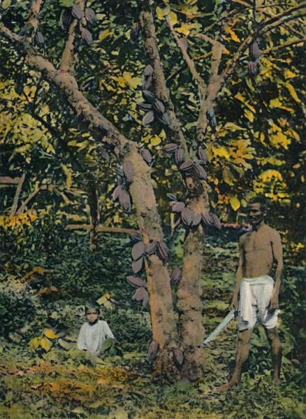 'Cocoa in full bearing', Trinidad and Tobago, c1914. Creator: Unknown.