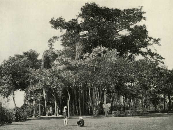 'The Banyan Tree, Barrackpore, 1870', (1925). Creator: Unknown.