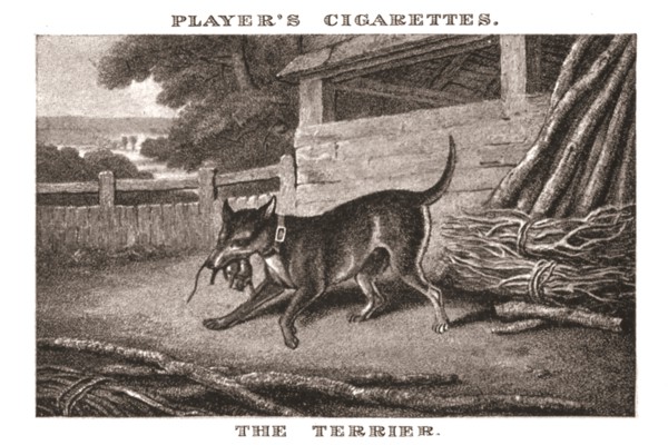 'The Terrier', (1924). Creator: Unknown.