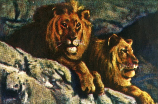 Lions, c1928. Creator: Unknown.
