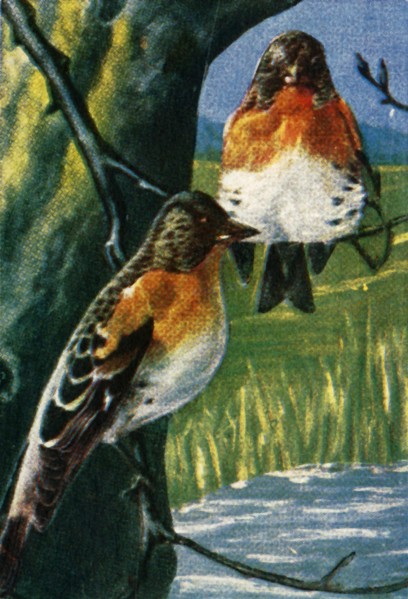 Bramblings, c1928. Creator: Unknown.