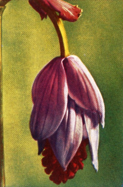 Medinilla, c1928.  Creator: Unknown.