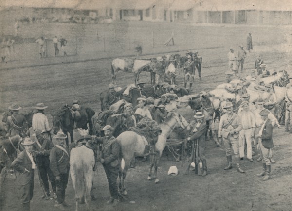 'Plumer's Horse', c1900. Creator: Unknown.