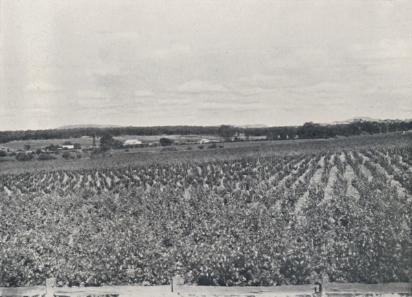 'An Australian Vineyard', 1923. Creator: Unknown.