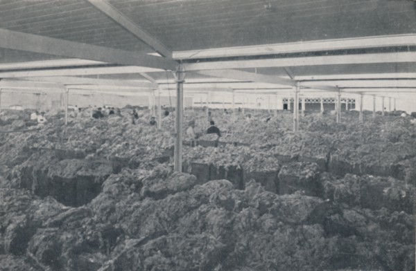 'Wool for Sale in a Melbourne Showroom', 1923. Creator: Unknown.