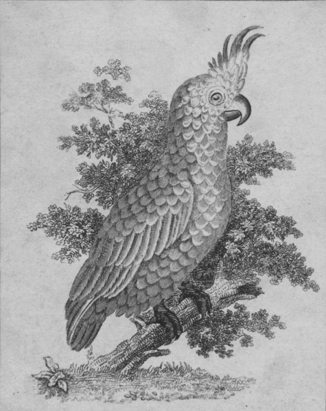 'Cockatoo', 19th century?  Creator: Unknown.