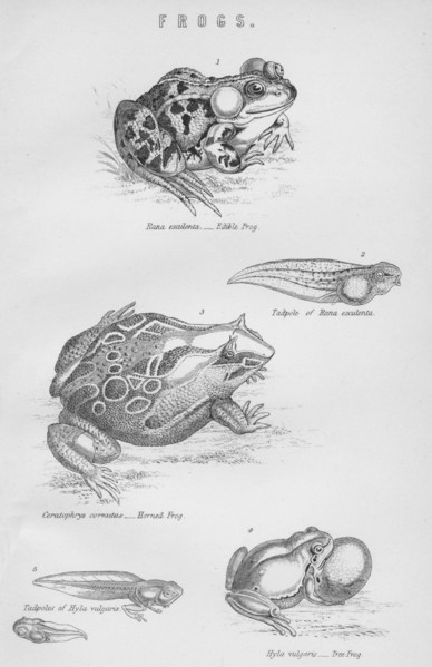 'Frogs', 19th century.  Creator: Unknown.