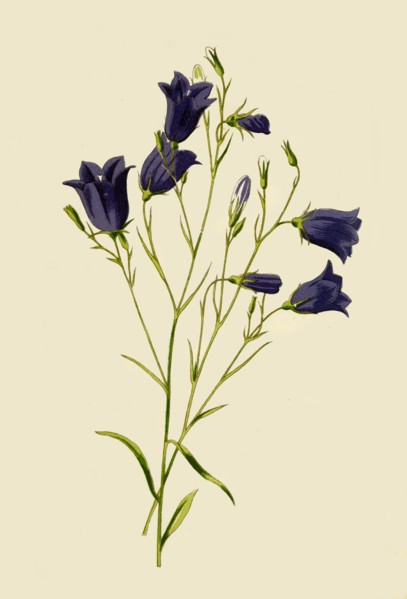 'Harebell', 1877. Creator: Frederick Edward Hulme.