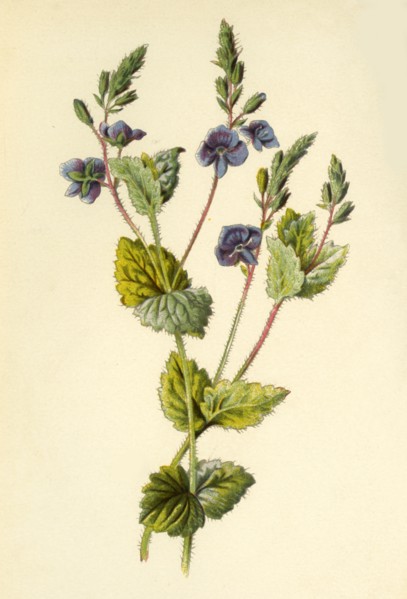 'Germander Speedwell', 1877. Creator: Frederick Edward Hulme.