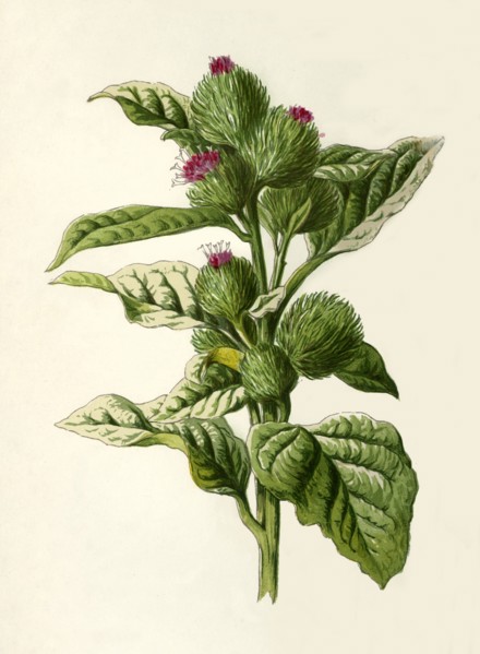 'Burdock', 1877. Creator: Frederick Edward Hulme.