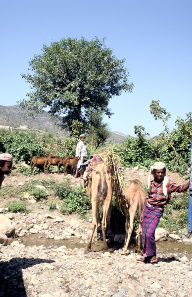 Camels drinking at Wadi Dhabab, Yemen