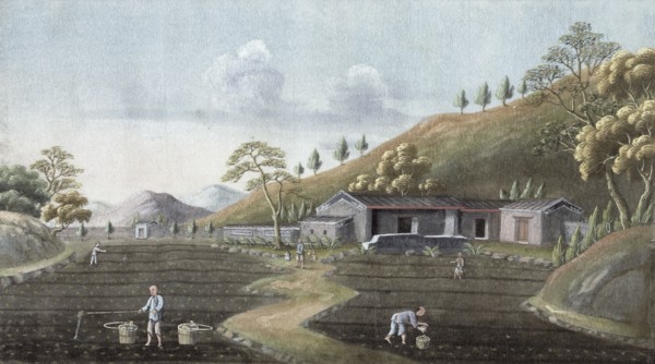 Tea planting, China, 19th century. Artist: Unknown