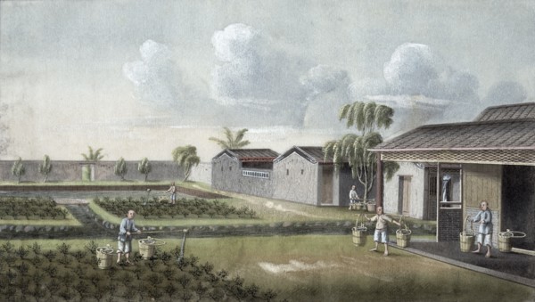 Watering tea plants, China, 19th century. Artist: Unknown