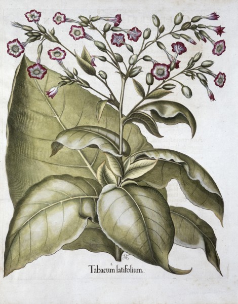 Tobacco plant, 1613. Artist: Unknown