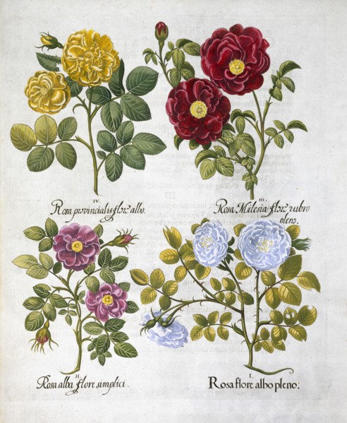 Roses, 1613. Artist: Unknown