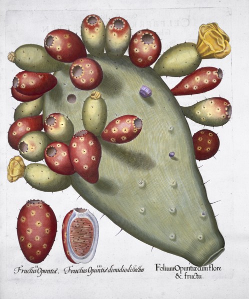 Folium Opuntia, 1613. Artist: Unknown
