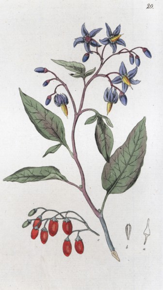 Bittersweet (Solanum dulcamara), 1804-1811. Artist: Johan Wilhelm Palmstruch