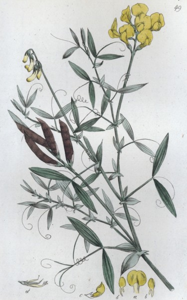 Meadow Vetchling (Lathyrus pratensis), 1804-1811. Artist: Johan Wilhelm Palmstruch
