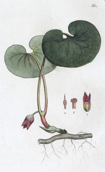 Asarabacca (Asarum europaeum), 1804-1811. Artist: Johan Wilhelm Palmstruch