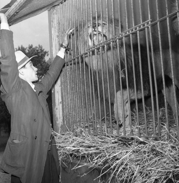 Lion in a cage at Circus Altenburg, Landskrona, Sweden, 1955. Artist: Unknown