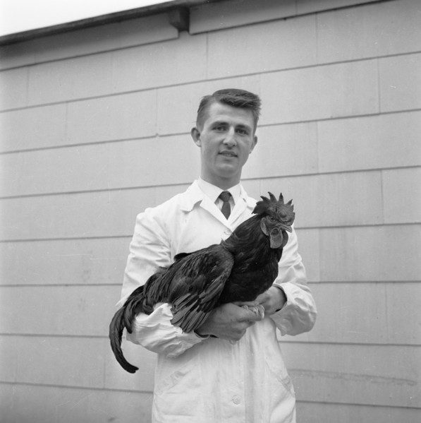 Man with a rooster, 1959. Artist: Unknown