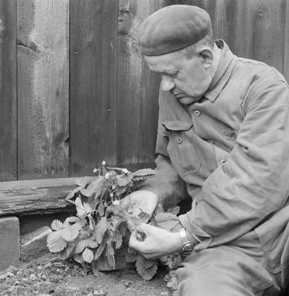A man picks wild strawberries, Sweden, October, 1961. Artist: Unknown