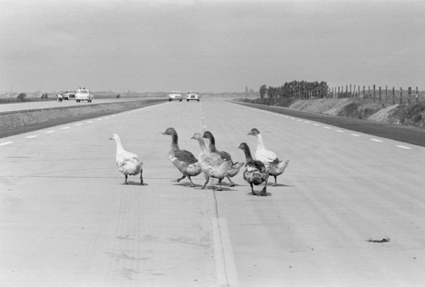 Geese walking across a dual carriageway, Sweden. Artist: Unknown