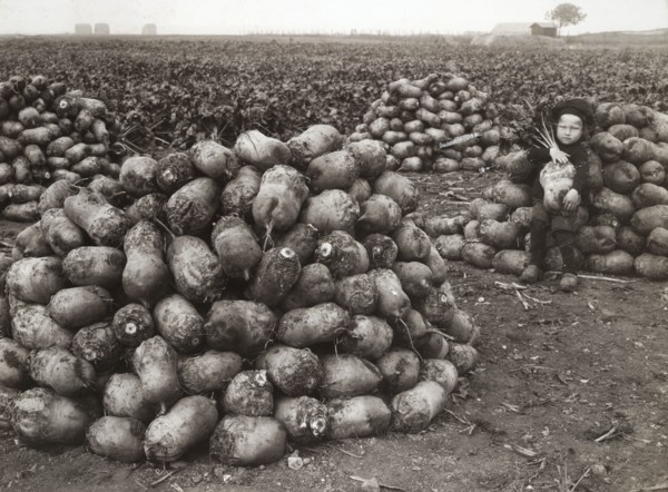 A little girl with piles of harvested turnips, near Landskrona, Sweden, 1910. Artist: Unknown