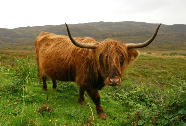 Highland cattle, Scotland.