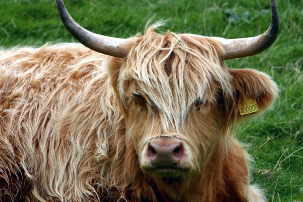Highland cattle, Scotland.