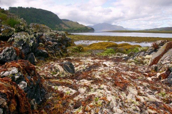 Seaweed near Eilean Donan Castle, Highland, Scotland.