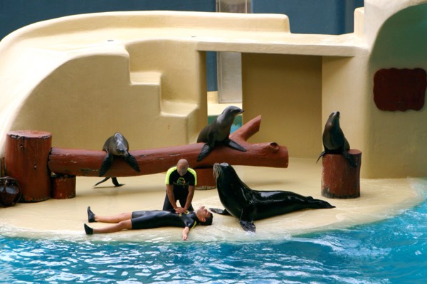 Sea lion show, Loro Parque, Tenerife, Canary Islands, 2007.