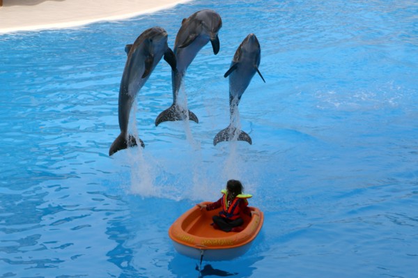 Dolphin show, Loro Parque, Tenerife, Canary Islands, 2007.