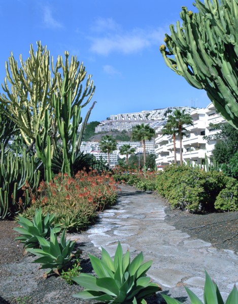 Cactus garden, Puerto Rico, Gran Canaria, Canary Islands.