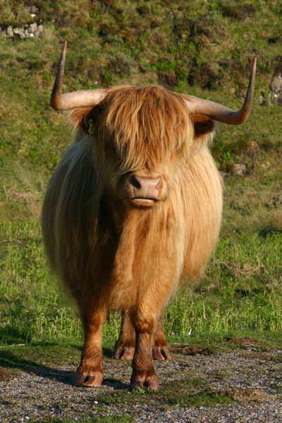 Highland cattle, Scotland.