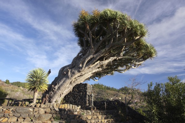 Dragon tree, La Palma, Canary Islands, Spain, 2009.