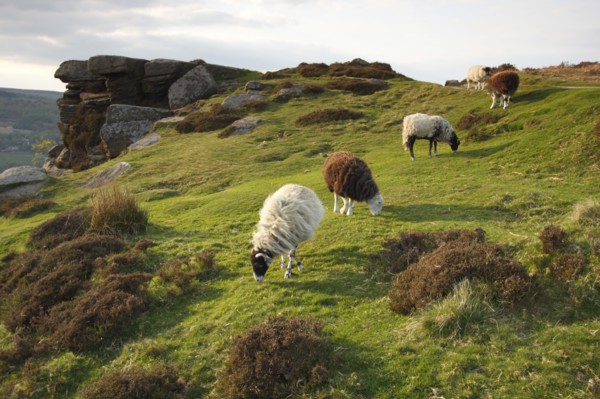 Sheep grazing, Curbar Edge, Derbyshire, 2009.