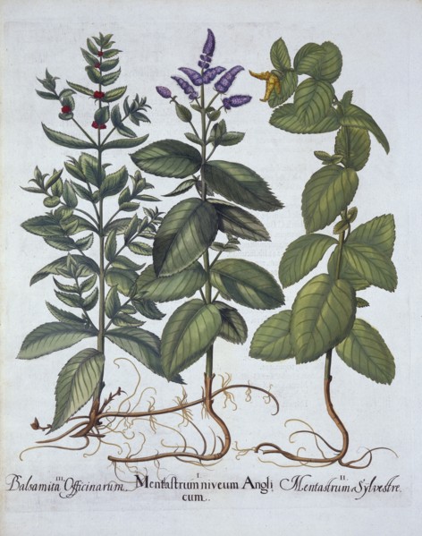 Horsemint and Spearmint, from 'Hortus Eystettensis', by Basil Besler (1561-1629), pub. 1613 (hand-co