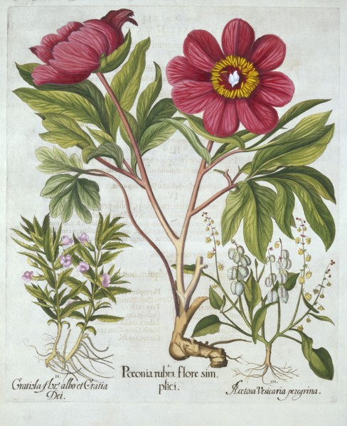 Paeony, Hedge Hyssop and Sheep's Sorrel, from 'Hortus Eystettensis', by Basil Besler (1561-1629), pu