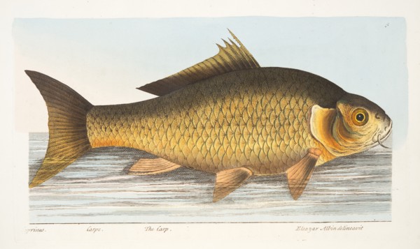 The Carp, from A Treatise on Fish and Fish-ponds, pub. 1832 (hand coloured engraving)