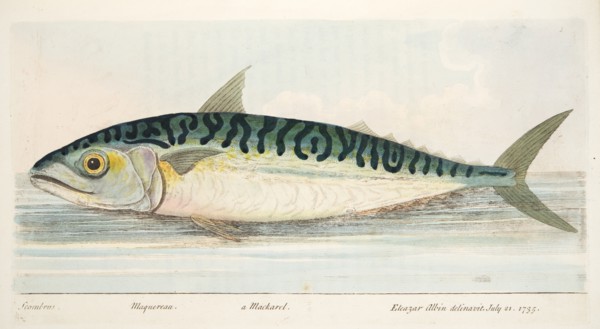The Mackerel, from A Treatise on Fish and Fish-ponds, pub. 1832 (hand coloured engraving)