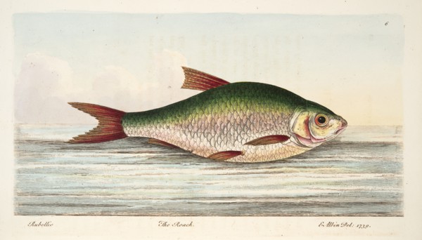 The Roach, from A Treatise on Fish and Fish-ponds, pub. 1832 (hand coloured engraving)