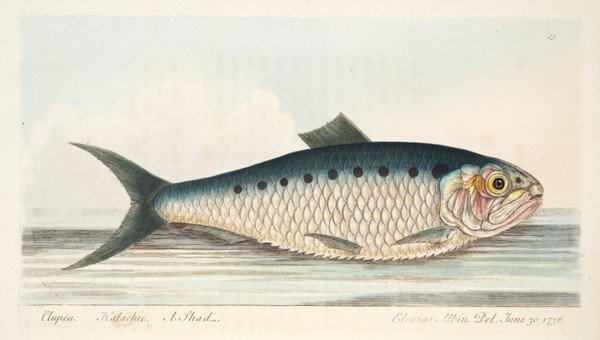 The Shad, from A Treatise on Fish and Fish-ponds, pub. 1832 (hand coloured engraving)