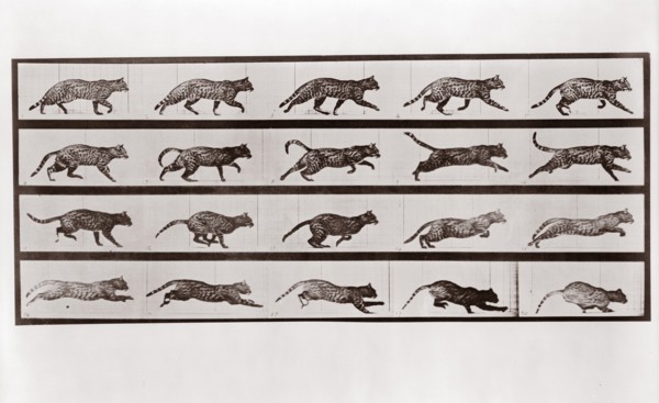 Cat Trotting and galloping, Plate 717 from Animal Locomotion, 1887 (photograph)