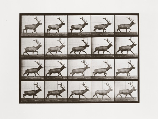 Elk, Plate 692 from Animal Locomotion, 1887 (photograph)